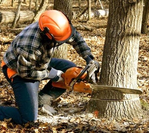 Tree Removal in Nashville, NC